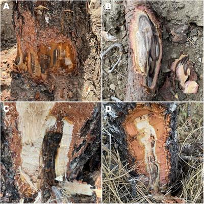 Phylogenetic analyses allow species-level recognition of Leptographium wageneri varieties that cause black stain root disease of conifers in western North America